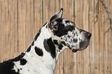 DOGUE ALLEMAND 634